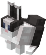 Rabbit